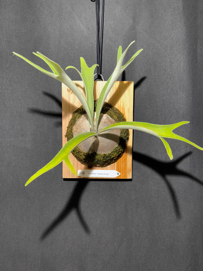 P. veitchii 'Auburn River' - Offset from Mother Plant - AR-02