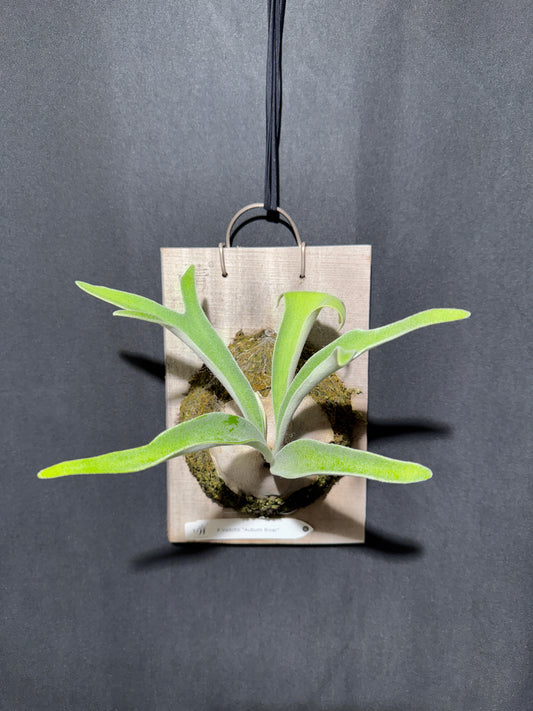 P. veitchii 'Auburn River' - Offset from Mother Plant - AR-03