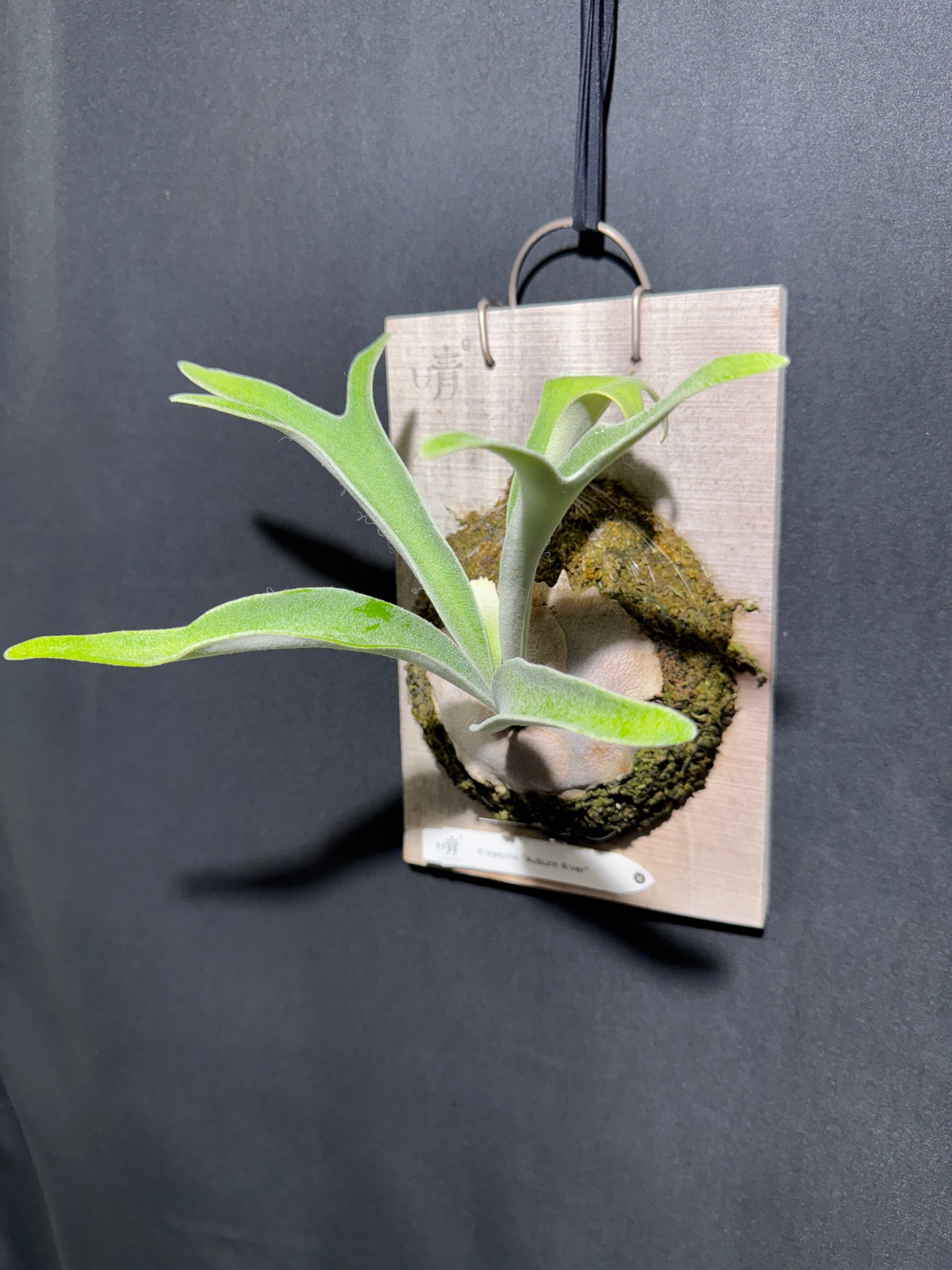 P. veitchii 'Auburn River' - Offset from Mother Plant - AR-03