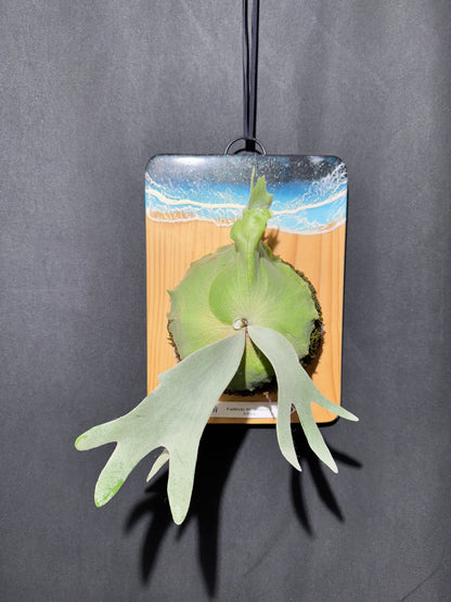 P.willinckii 'White Heaven'  - Offset from Mother Plant  - WH-02