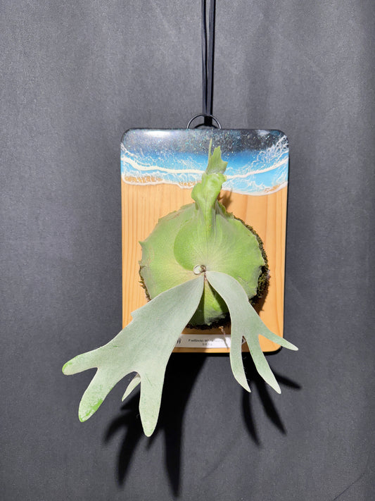 P.willinckii 'White Heaven'  - Offset from Mother Plant  - WH-02