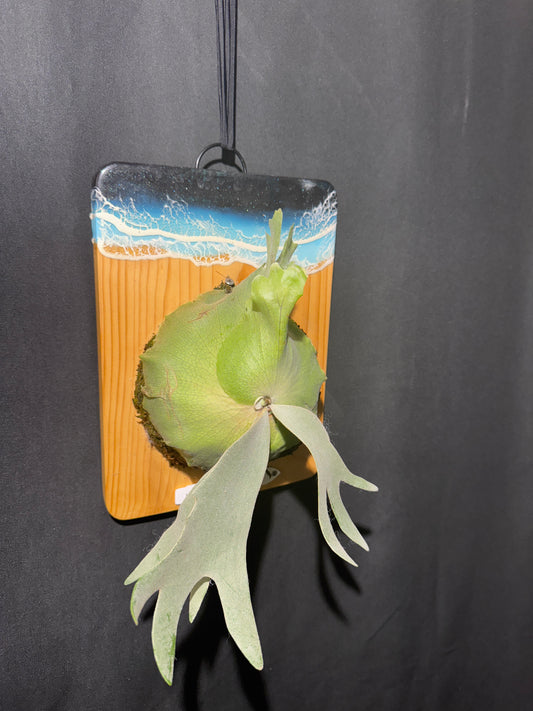 P.willinckii 'White Heaven'  - Offset from Mother Plant  - WH-02