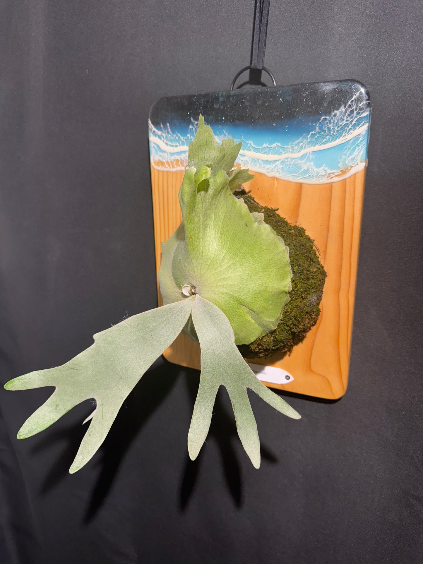 P.willinckii 'White Heaven'  - Offset from Mother Plant  - WH-02