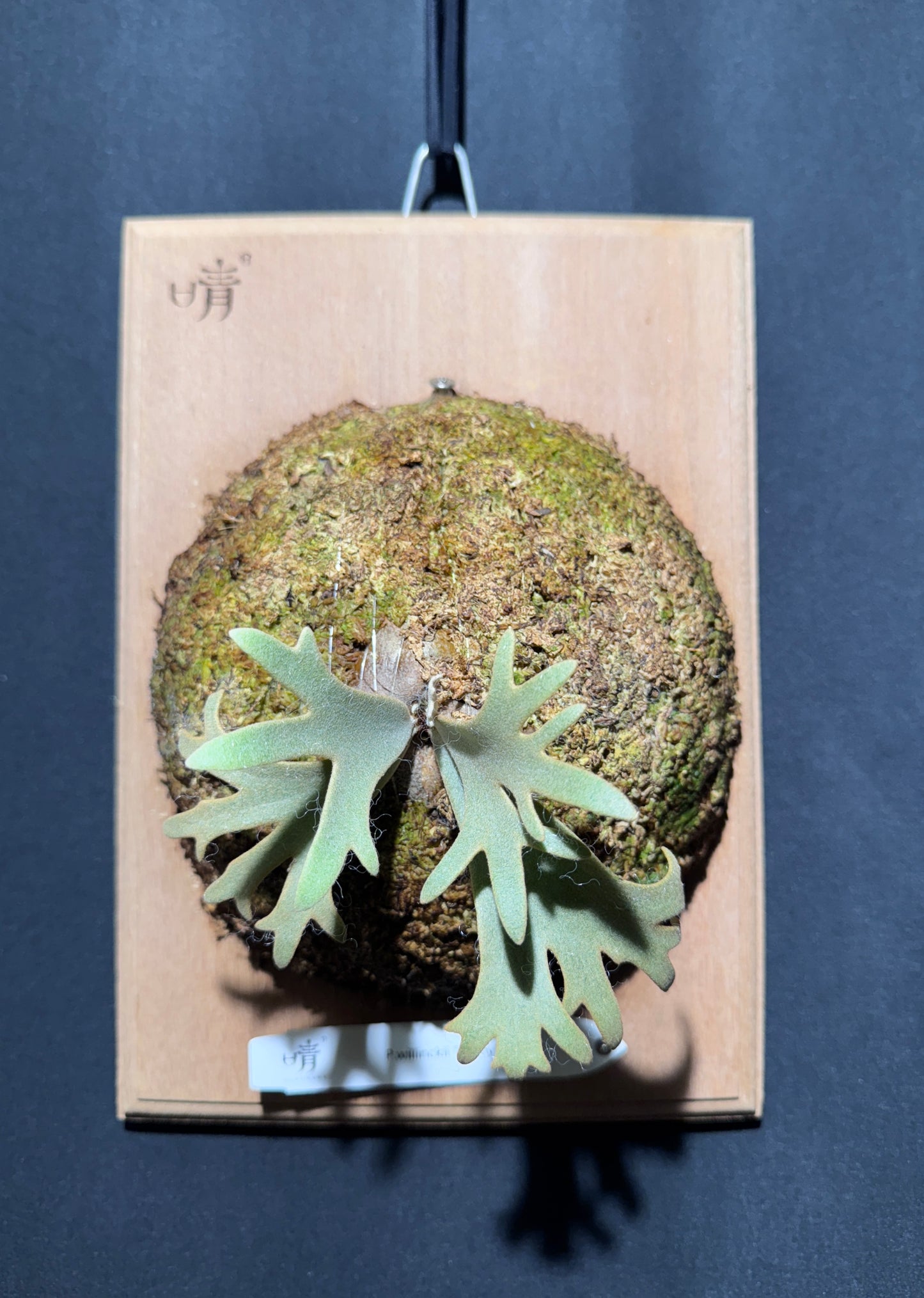 P.willinckii Jenny - Offset from Mother Plant - JEN-02