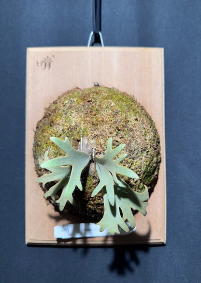 P.willinckii Jenny - Offset from Mother Plant - JEN-02