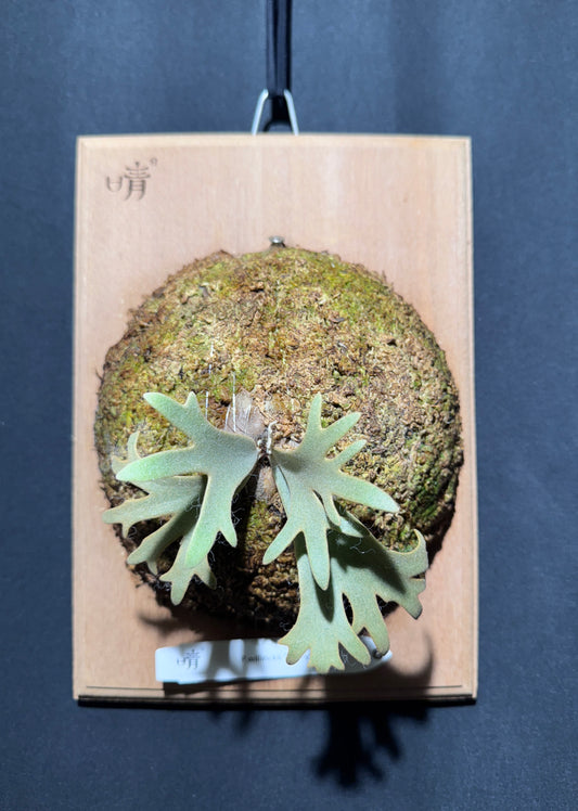 P.willinckii Jenny - Offset from Mother Plant - JEN-02