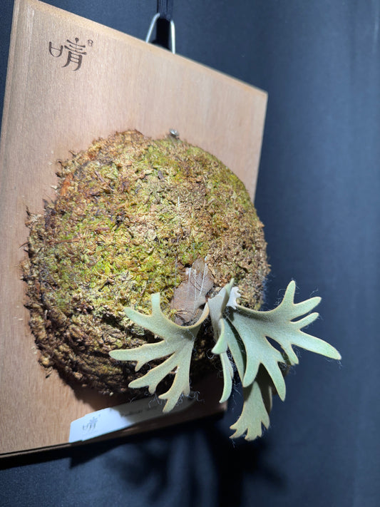 P.willinckii Jenny - Offset from Mother Plant - JEN-02