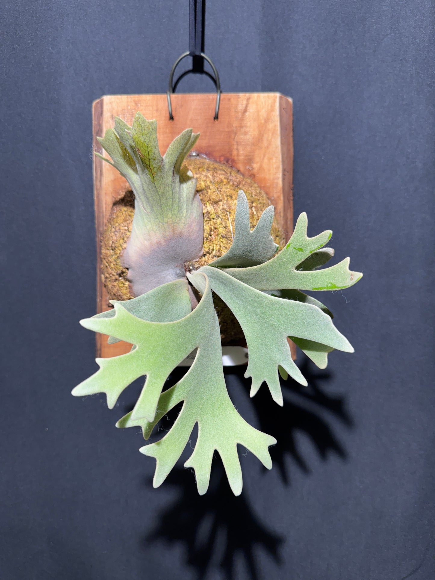 P. willinckii cv.'Gabriel' - Offset from Mother Plant - G-02