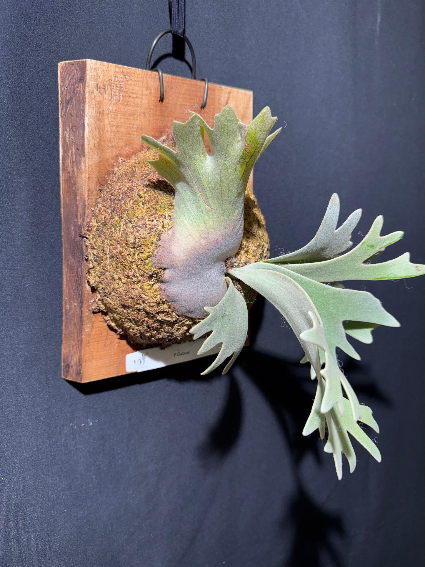 P. willinckii cv.'Gabriel' - Offset from Mother Plant - G-02