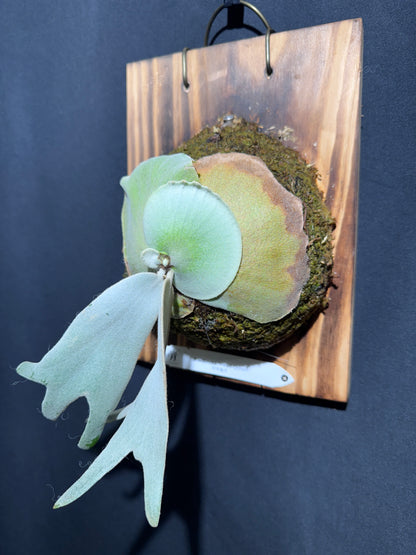 P.willinckii ‘Pearl Queen’  - Offset from Mother Plant - PQ-02