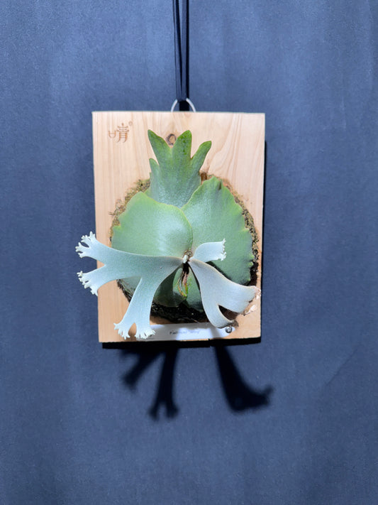 P.willinckii Jenny - Offset from Mother Plant - JEN-01
