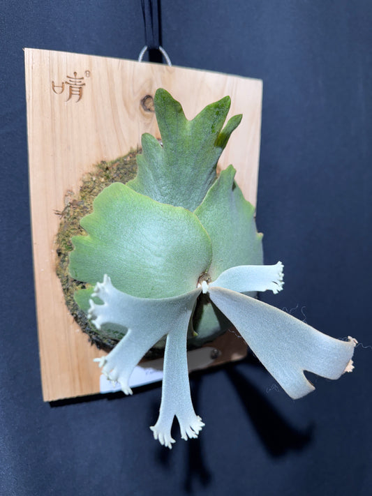 P.willinckii Jenny - Offset from Mother Plant - JEN-01