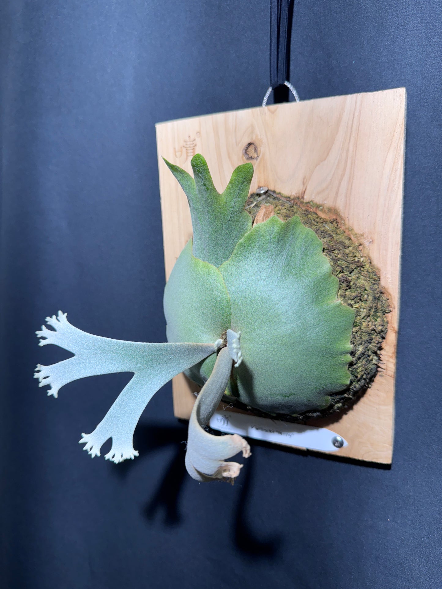 P.willinckii Jenny - Offset from Mother Plant - JEN-01