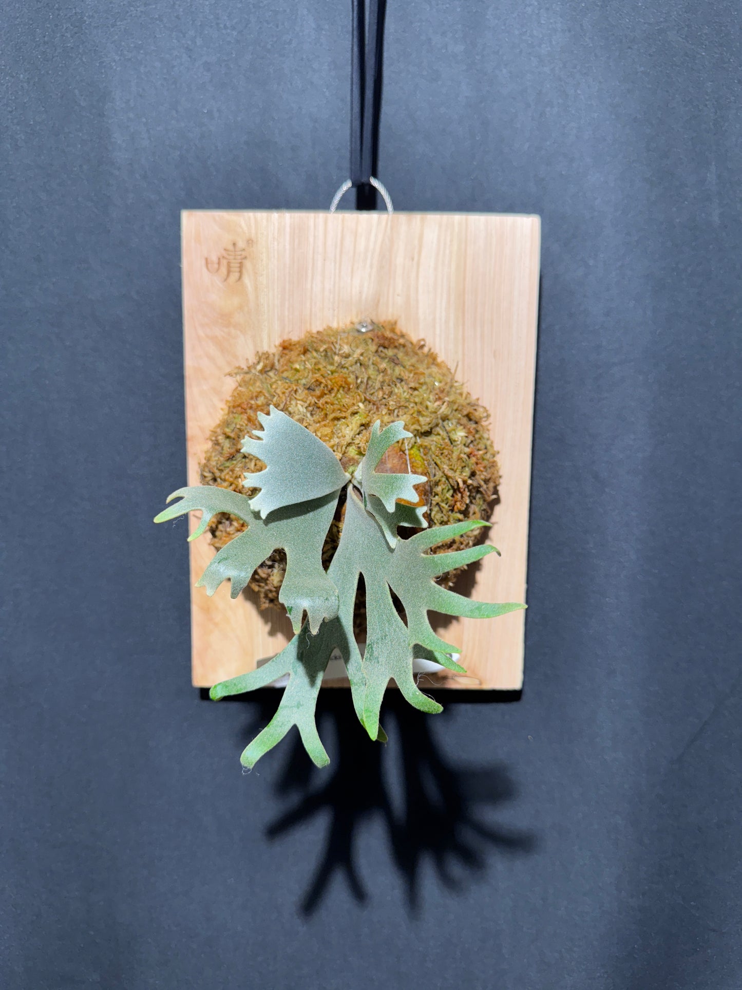 P. willinckii 'Jade Girl' sporeling- JG-03
