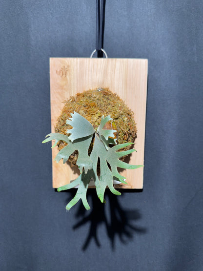 P. willinckii 'Jade Girl' sporeling- JG-03