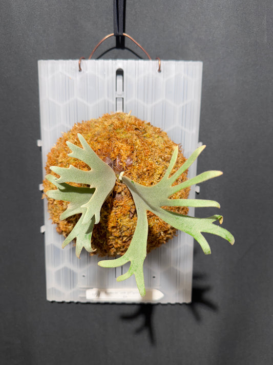 P. willinckii 'Jade Girl' sporeling- JG-02
