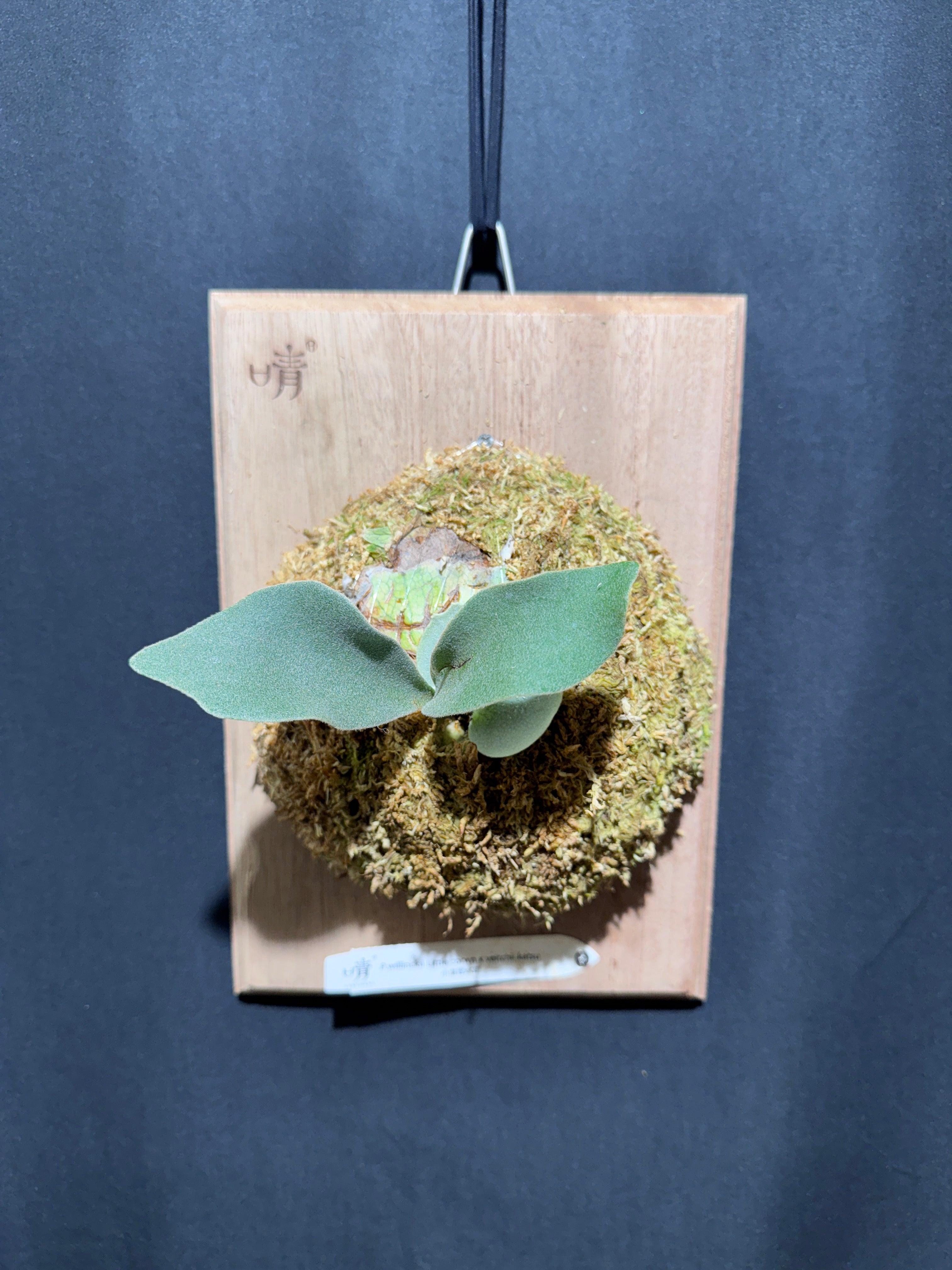horitoys　'Jade Girl' sporeling horitoys 'Jade Girl' sporeling P.willinckii jade girl