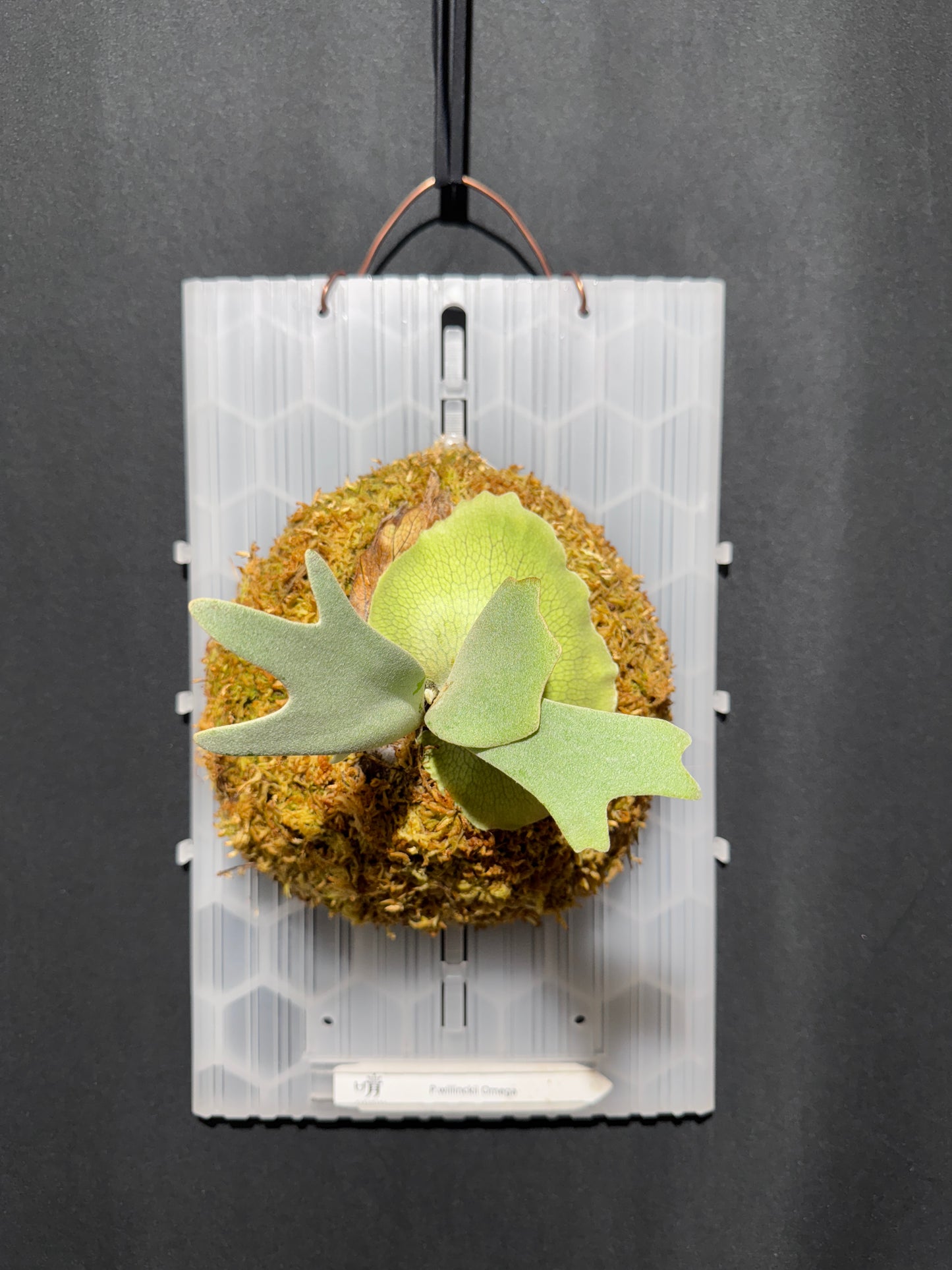 P.willinckii Omega - Offset from Mother Plant - OME-01