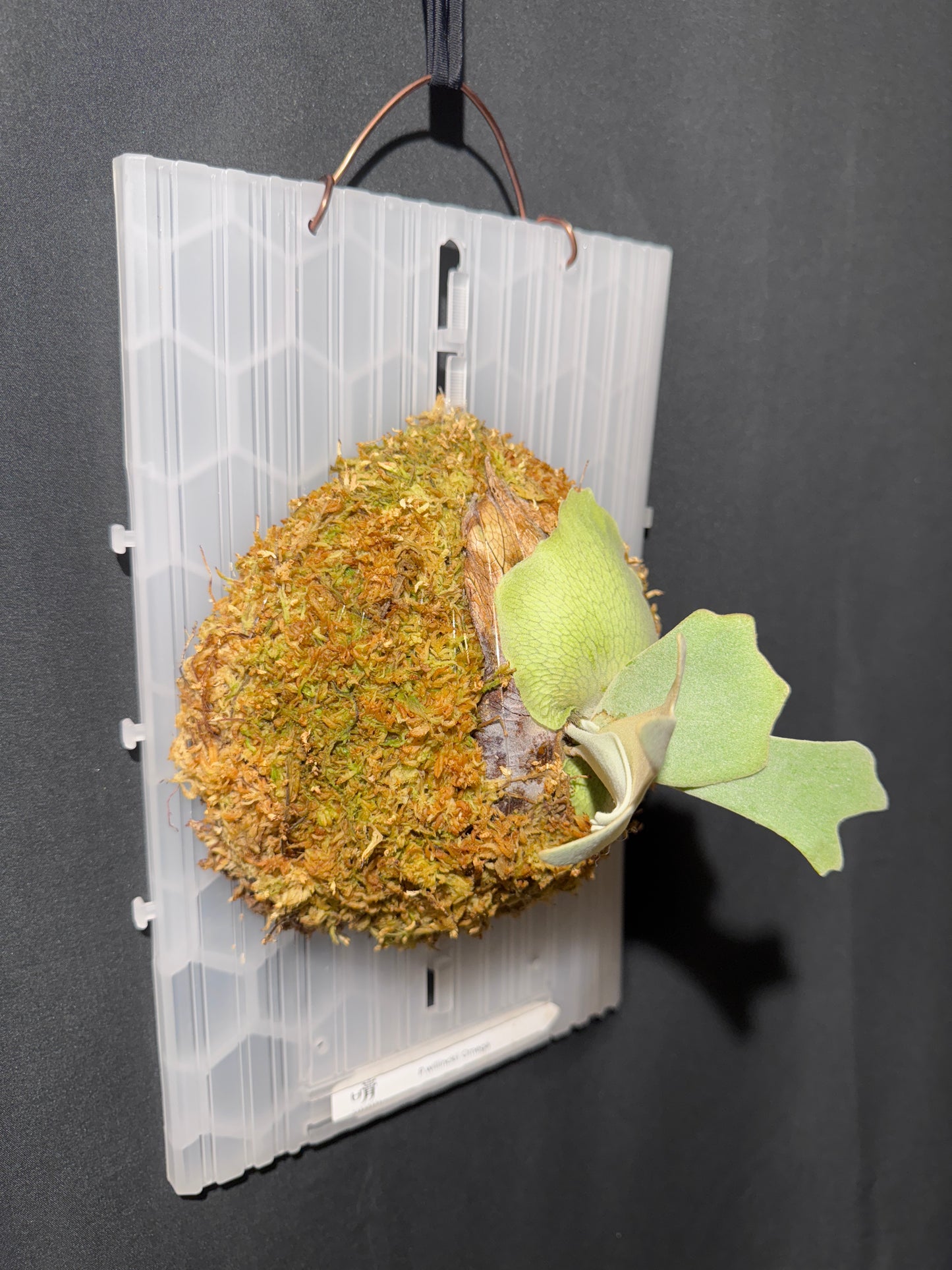 P.willinckii Omega - Offset from Mother Plant - OME-01