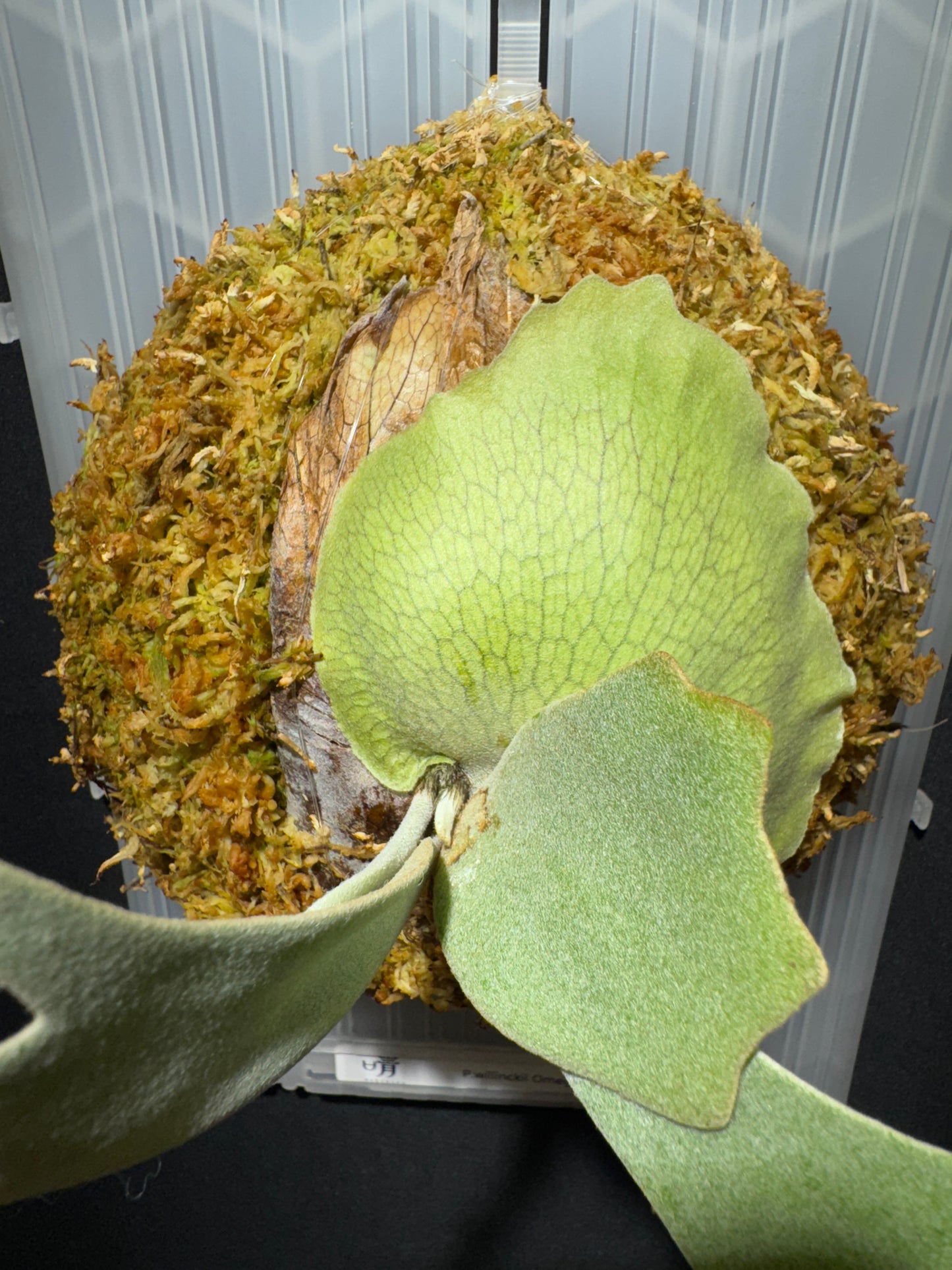 P.willinckii Omega - Offset from Mother Plant - OME-01