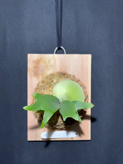 P.popcorn - Offset from Mother Plant - POP-01