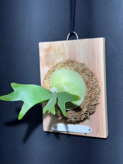 P.popcorn - Offset from Mother Plant - POP-01