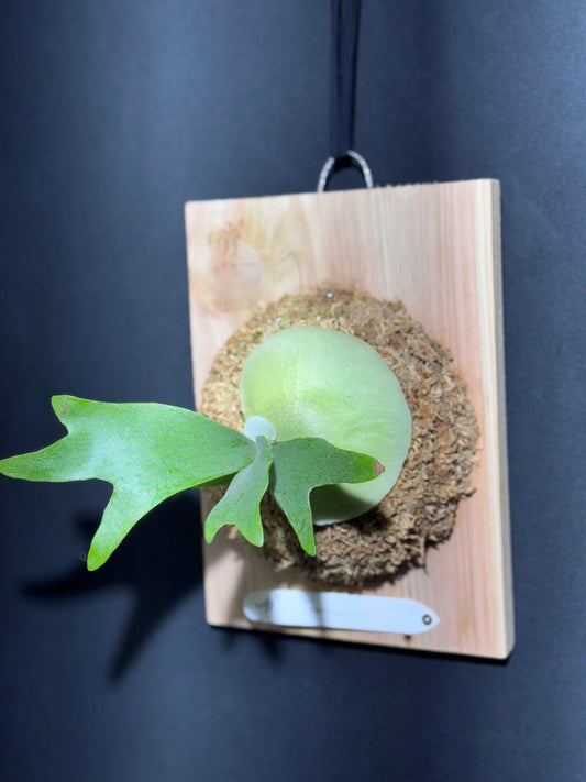 P.popcorn - Offset from Mother Plant - POP-01