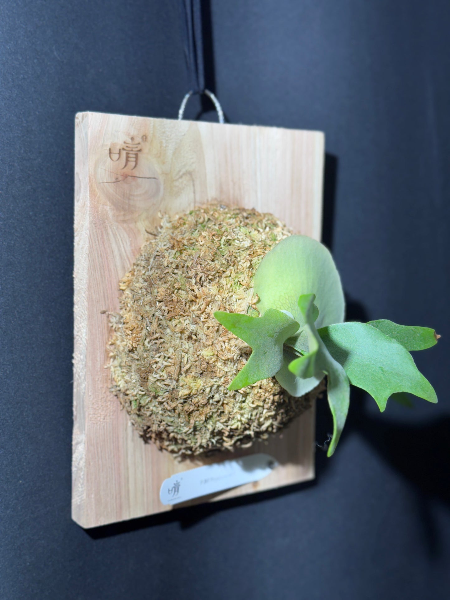 P.popcorn - Offset from Mother Plant - POP-01