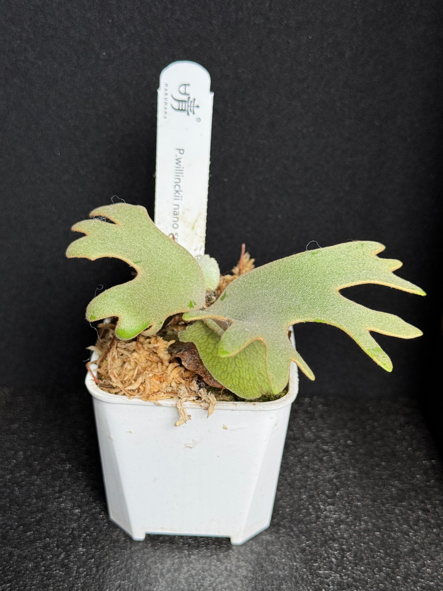 Platycerium Willinckii 'Nano' sporeling potted