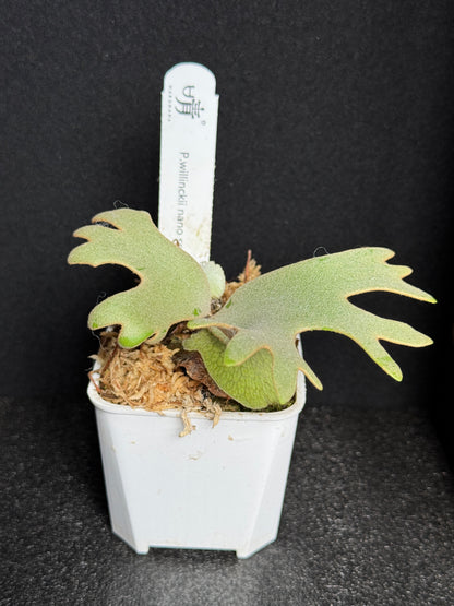 Platycerium Willinckii 'Nano' sporeling potted