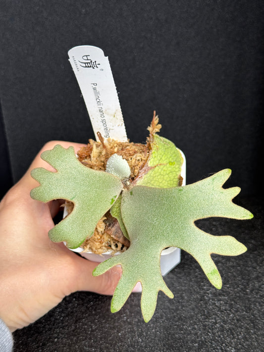 Platycerium Willinckii 'Nano' sporeling potted
