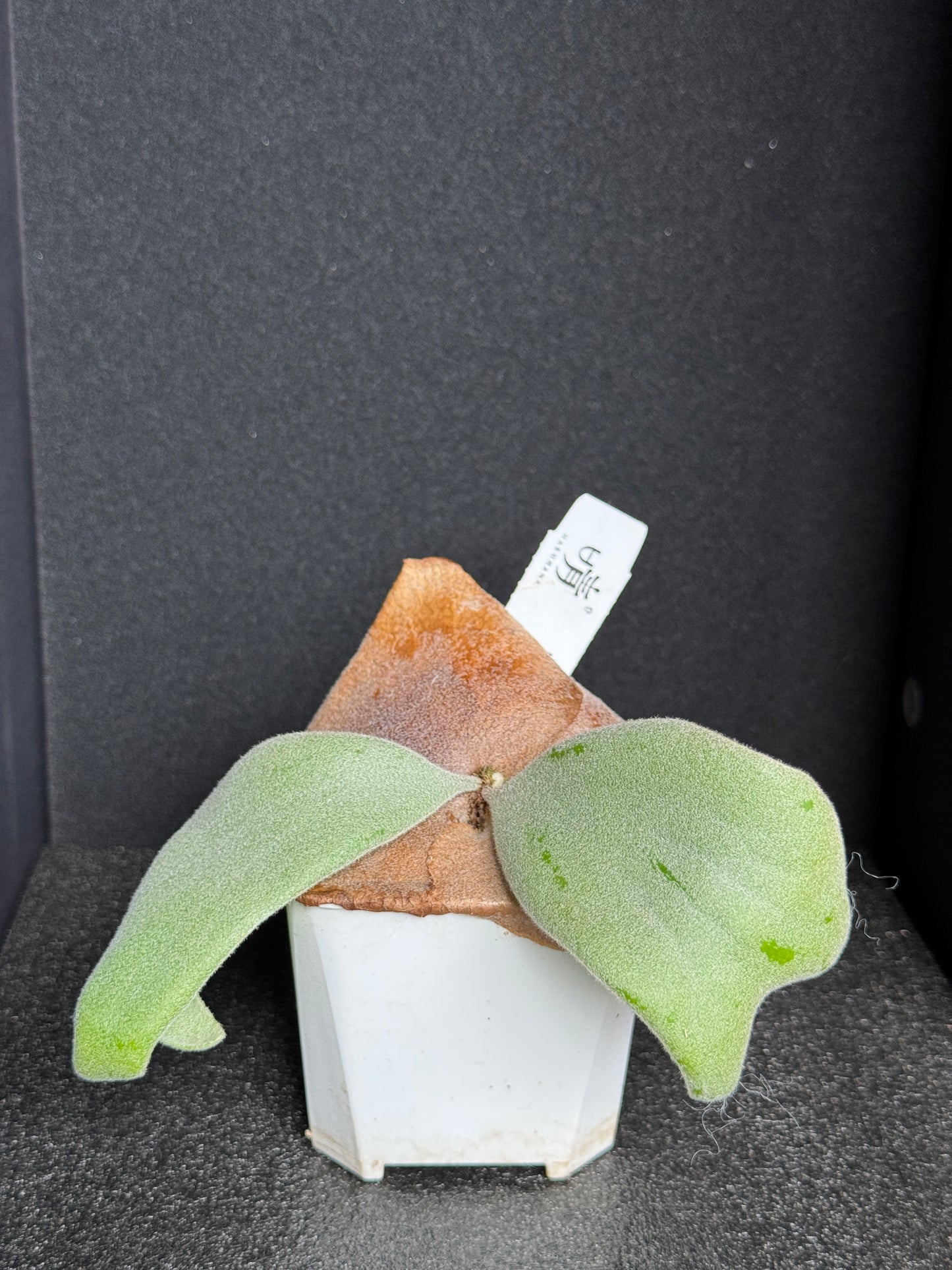Platycerium willinckii 'Pearl Queen' sporeling potted
