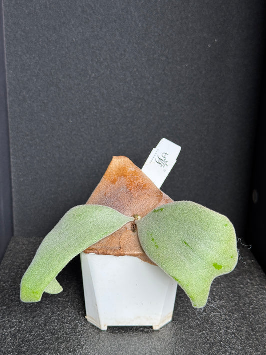 Platycerium willinckii 'Pearl Queen' sporeling potted