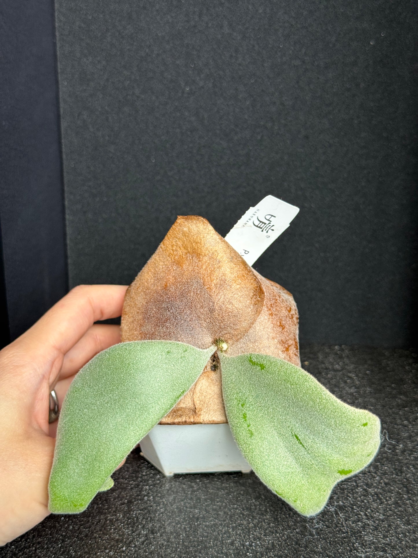 Platycerium willinckii 'Pearl Queen' sporeling potted