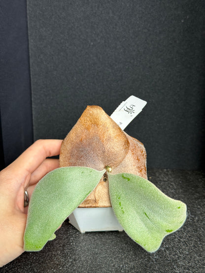 Platycerium willinckii 'Pearl Queen' sporeling potted