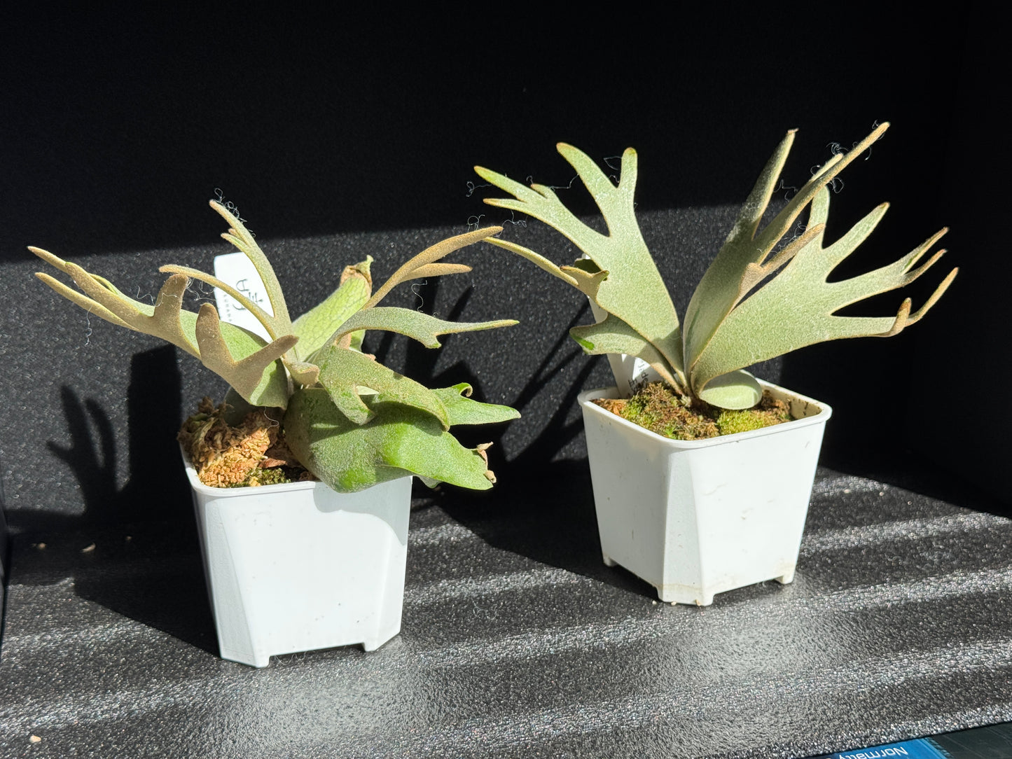 Platycerium willinckii ‘Jade Girl’ Sporeling — Potted (medium)