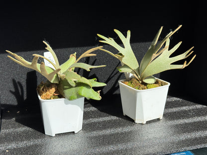 Platycerium willinckii ‘Jade Girl’ Sporeling — Potted (medium)