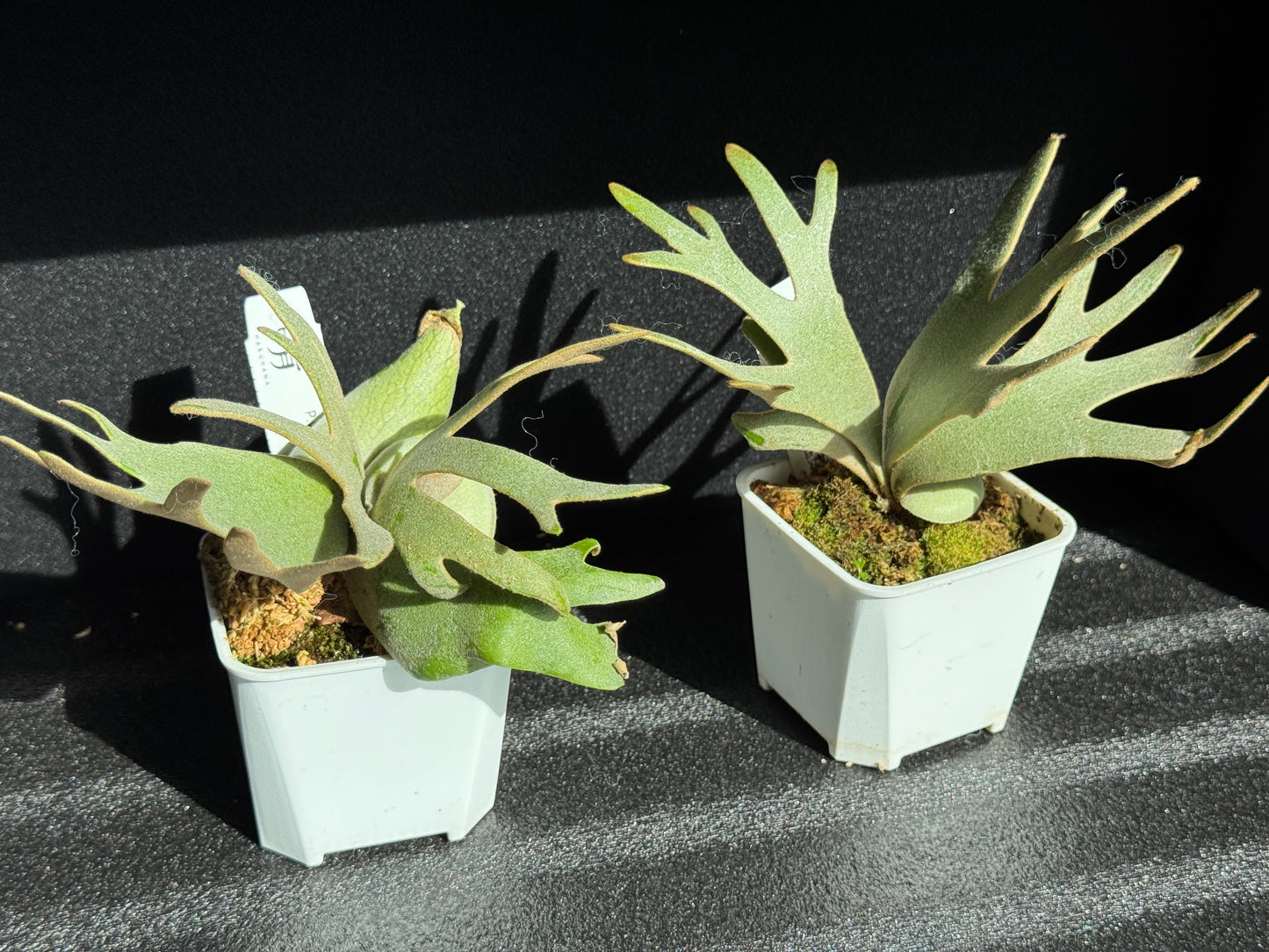 Platycerium willinckii ‘Jade Girl’ Sporeling — Potted (medium)