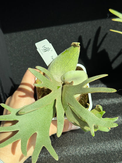 Platycerium willinckii ‘Jade Girl’ Sporeling — Potted (medium)