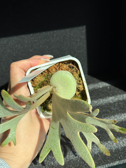 Platycerium willinckii ‘Jade Girl’ Sporeling — Potted (medium)