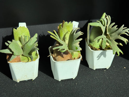 Platycerium willinckii ‘Jade Girl’ Sporeling Potted — (small)