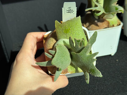 Platycerium willinckii ‘Jade Girl’ Sporeling Potted — (small)