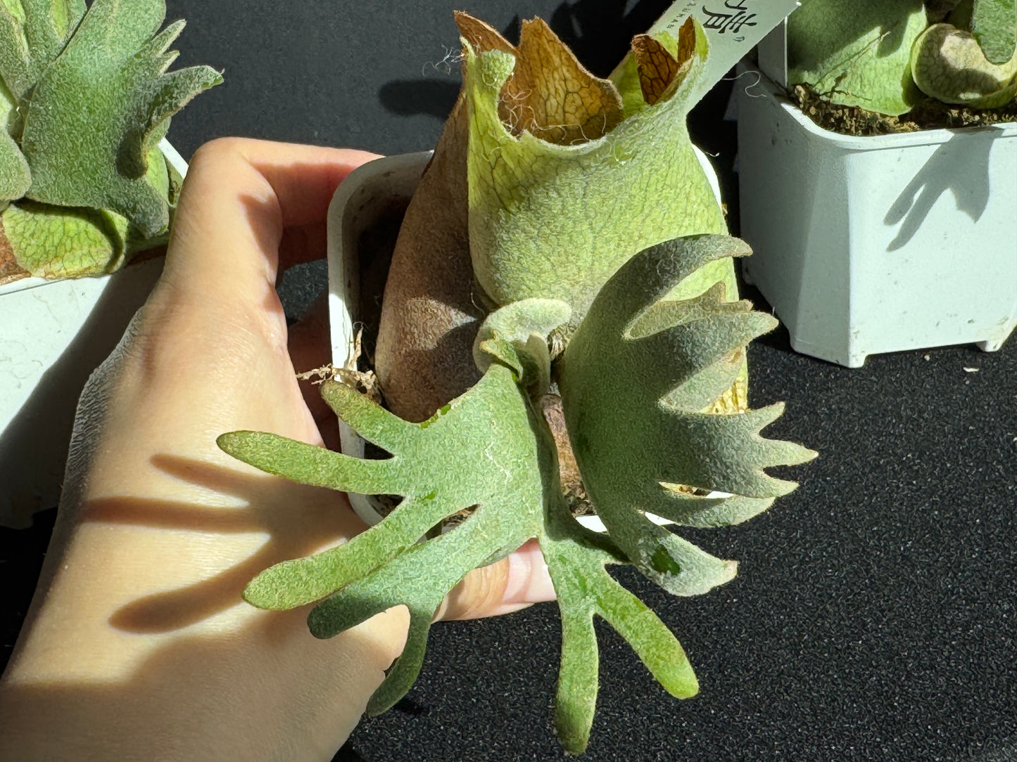 Platycerium willinckii ‘Jade Girl’ Sporeling Potted — (small)