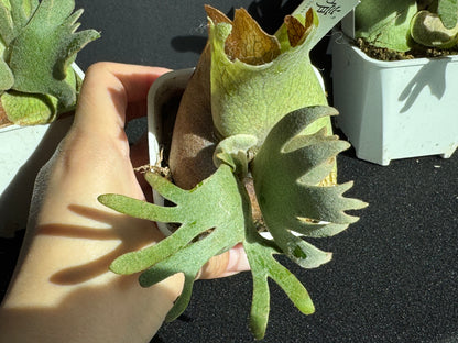 Platycerium willinckii ‘Jade Girl’ Sporeling Potted — (small)