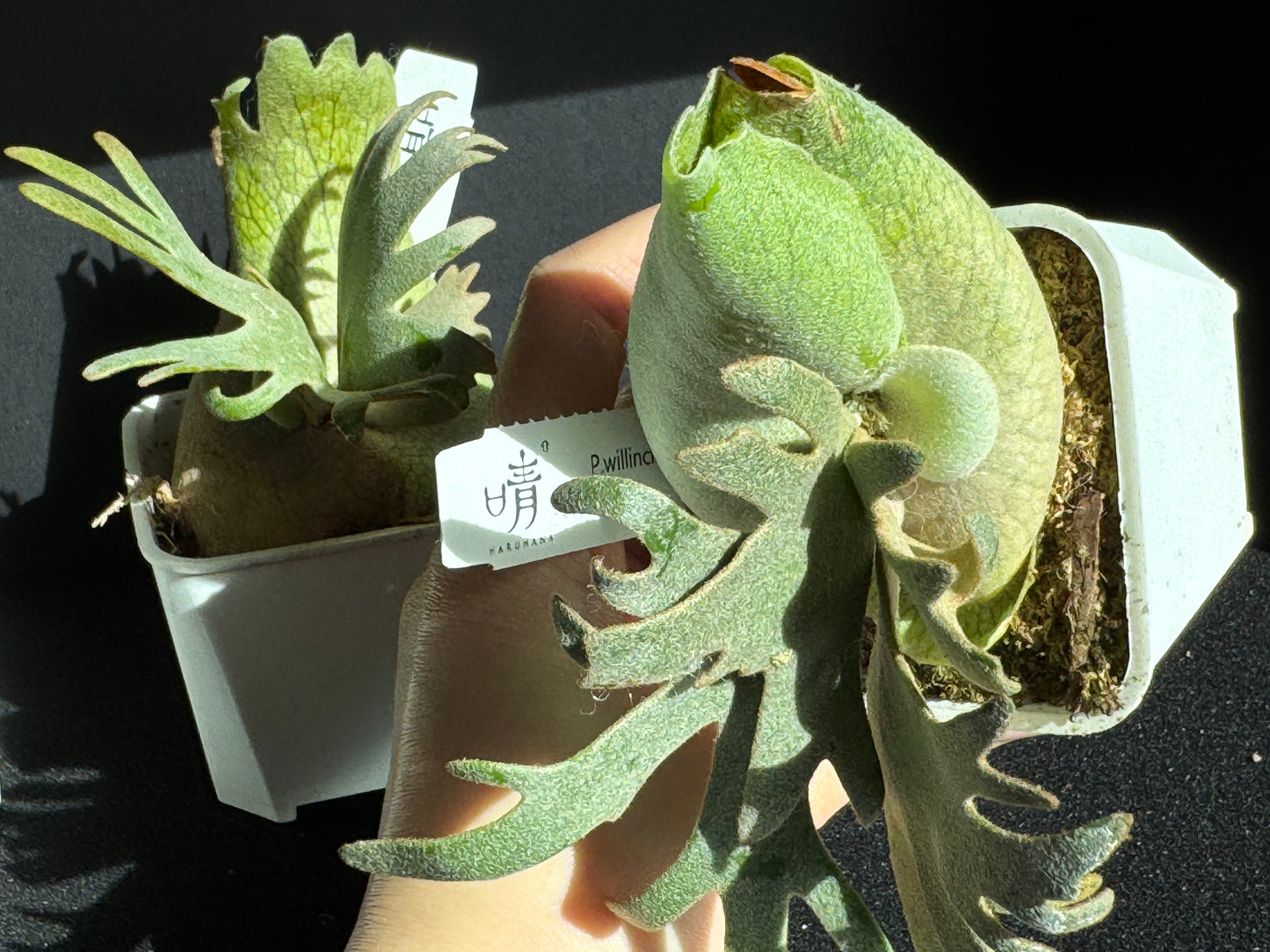 Platycerium willinckii ‘Jade Girl’ Sporeling Potted — (small)