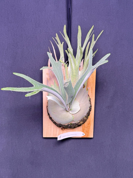 P. veitchii 'Auburn River' - Offset from Mother Plant - AR-02