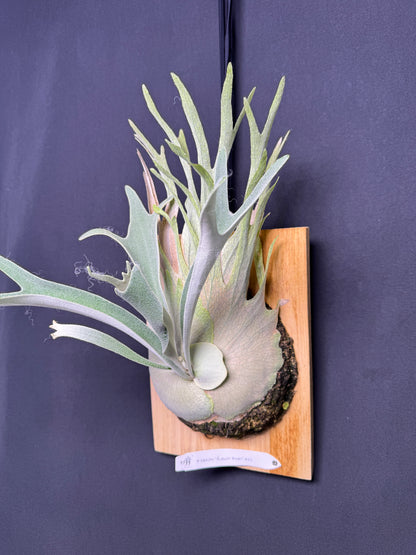 P. veitchii 'Auburn River' - Offset from Mother Plant - AR-02