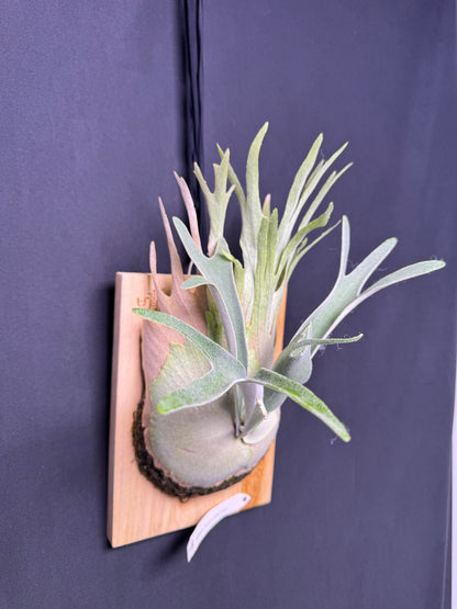 P. veitchii 'Auburn River' - Offset from Mother Plant - AR-02