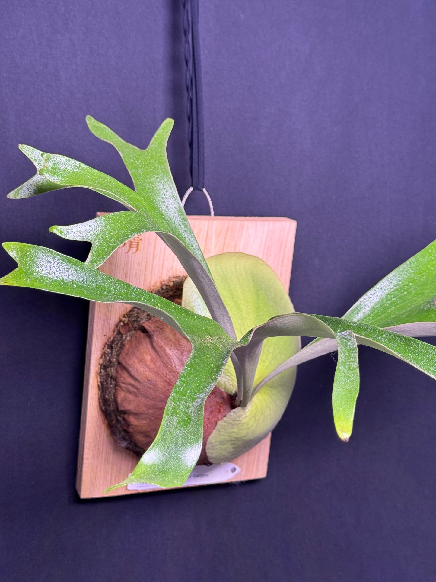 Platycerium alcicorne cv. Gorgon - ALG-01