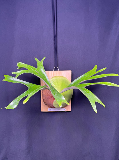 Platycerium alcicorne cv. Gorgon - ALG-01